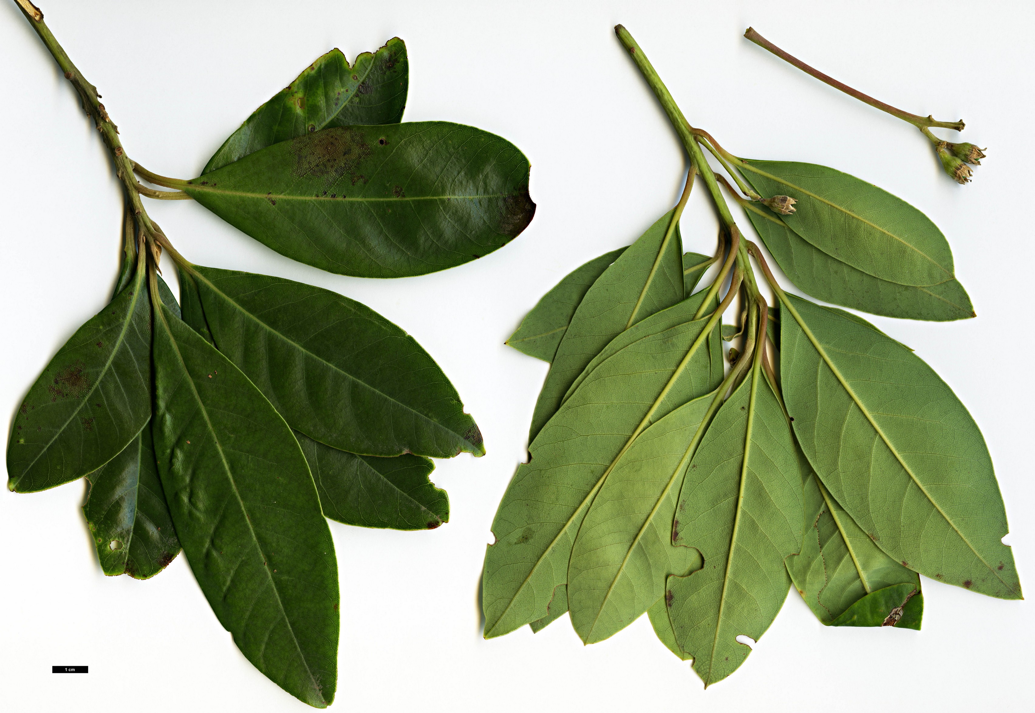 High resolution image: Family: Lauraceae - Genus: Persea - Taxon: indica